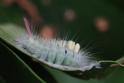 Calliteara pudibunda (Pale Tussock) caterpillar.JPG